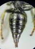 Oxybelus trispinosus